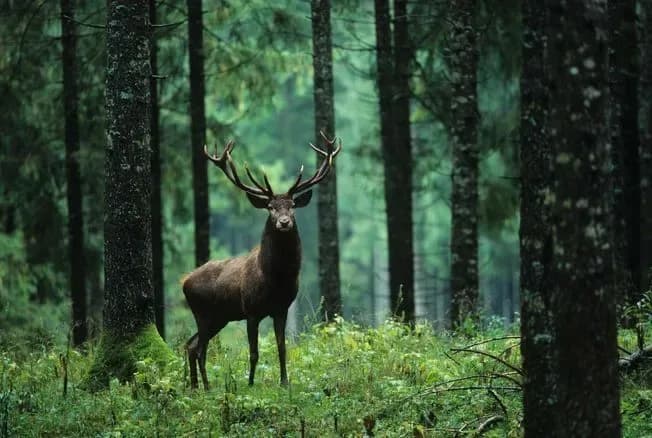Animaux & nature
